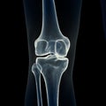 the knee bones