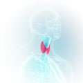 the larynx Royalty Free Stock Photo