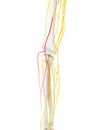 The Lateral Antebrachial Cutaneous Nerve