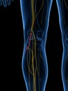 The Lateral Sural Cutaneous Nerve