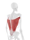 The Latissimus Dorsi