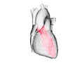 The left ventricle Royalty Free Stock Photo