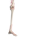 The leg arteries Royalty Free Stock Photo