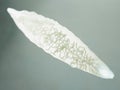 A liver fluke Royalty Free Stock Photo