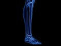 the lower leg bones