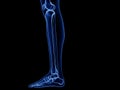 The lower leg bones Royalty Free Stock Photo