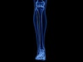 The lower leg bones Royalty Free Stock Photo