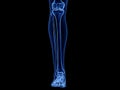 The lower leg bones Royalty Free Stock Photo