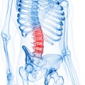 The lumbar spine