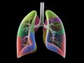 The lung segments Royalty Free Stock Photo