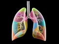 The lung segments Royalty Free Stock Photo