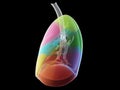 The lung segments Royalty Free Stock Photo