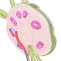 A lymph node cross section