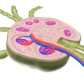 A lymph node cross section Royalty Free Stock Photo