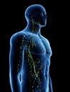 The lymphatic system Royalty Free Stock Photo