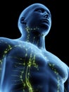 The lymphatic system Royalty Free Stock Photo