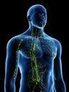 The lymphatic system Royalty Free Stock Photo
