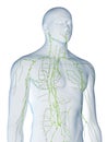 The lymphatic system Royalty Free Stock Photo