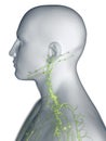 The lymphatic system of the neck Royalty Free Stock Photo