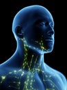 The lymphatic system of the neck Royalty Free Stock Photo