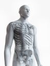 The male skeletal anatomy