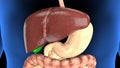 3d rendered medically accurate illustration of a mans digestive system