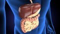 3d rendered medically accurate illustration of a mans digestive system