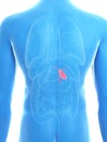 A mans gallbladder Royalty Free Stock Photo