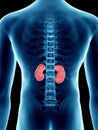 A mans kidneys Royalty Free Stock Photo