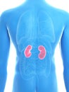 a mans kidneys Royalty Free Stock Photo