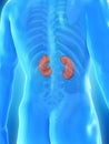 A mans kidneys