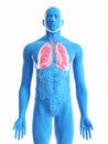 A mans lung Royalty Free Stock Photo