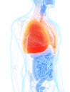 A mans lung Royalty Free Stock Photo
