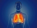 A mans lung Royalty Free Stock Photo
