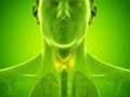A mans thyroid gland Royalty Free Stock Photo