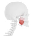 The Masseter Superior Royalty Free Stock Photo