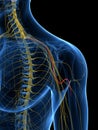 The Medial Brachial Cutaneous Nerve