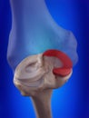 The medial meniscus