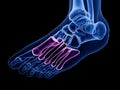 The metatarsal bone Royalty Free Stock Photo