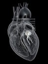 The mitral valve Royalty Free Stock Photo