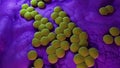 Mrsa bacteria