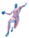 The muscles of a handball player