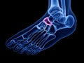 The navicular bone Royalty Free Stock Photo