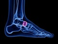 The navicular bone Royalty Free Stock Photo