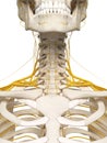 The neck nerves Royalty Free Stock Photo