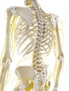 the nerves of the back Royalty Free Stock Photo