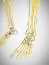 the nerves of the foot Royalty Free Stock Photo