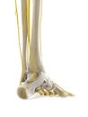 the nerves of the foot Royalty Free Stock Photo