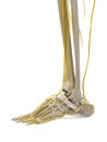 The nerves of the foot Royalty Free Stock Photo