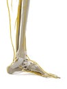 The nerves of the foot Royalty Free Stock Photo